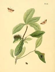Illustration de : papillon non identifié, décrit comme Phalaena elaeodendri